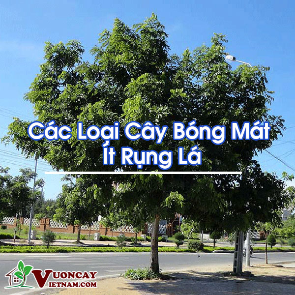 Cây Bóng Mát Ít Rụng Lá: Lựa Chọn Hoàn Hảo Cho Không Gian Xanh