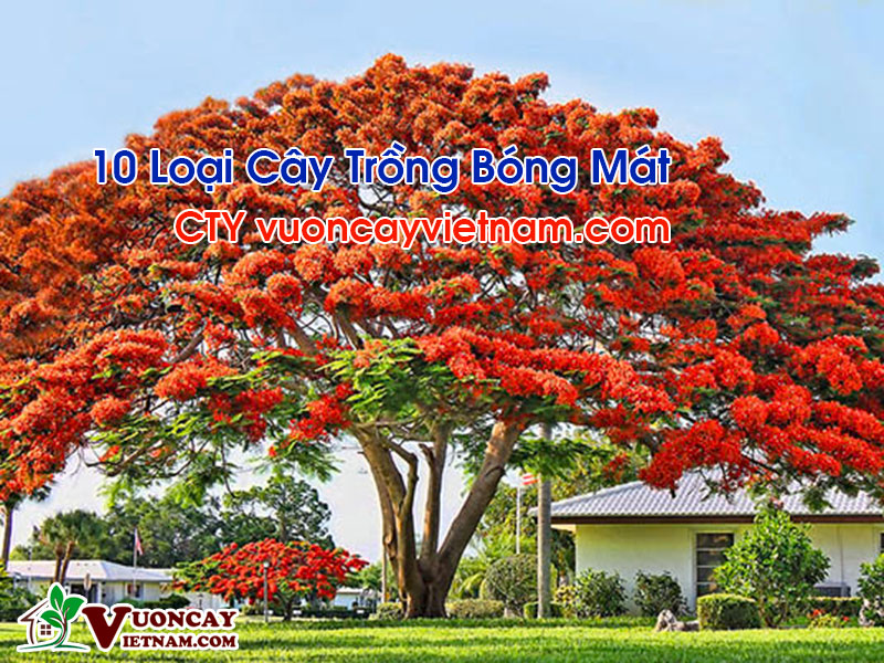 Cây Bóng Mát Là Cây Gì?