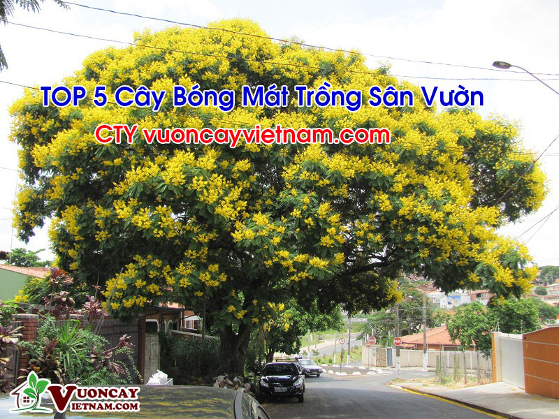 Cây Bóng Mát Sân Vườn: Tạo Không Gian Xanh Mát, Thoáng đãng