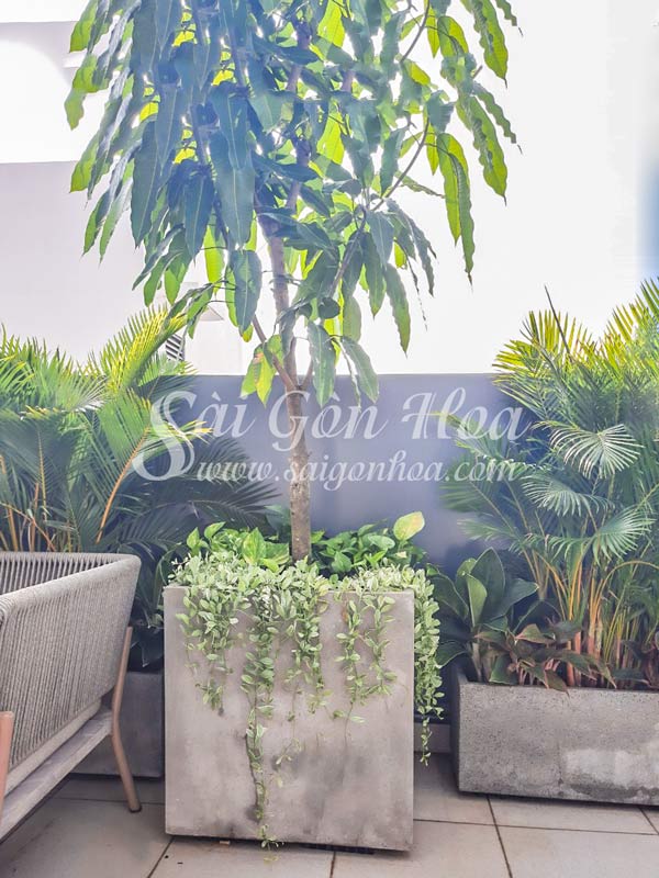 Cây Bóng Mát Trồng Chậu: Giải Pháp Hoàn Hảo Cho Không Gian Xanh
