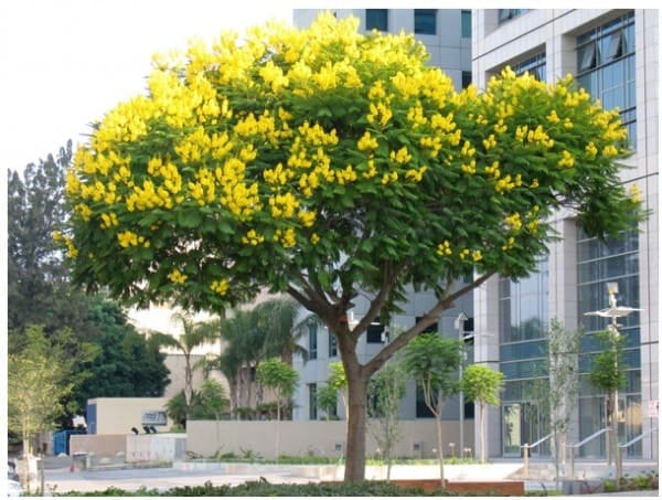 Cây Bóng Mát Trước Nhà: Lựa Chọn Hoàn Hảo Cho Ngôi Nhà Xanh Mát