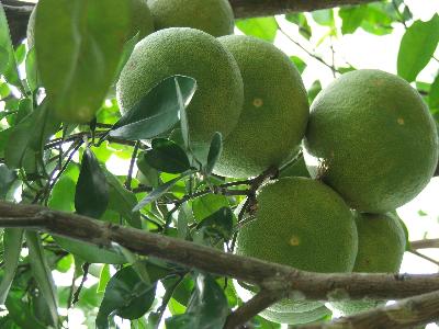 Cây bưởi có gai không?
