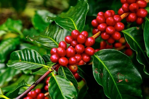 Cây Cà Phê Thích Hợp Nhất Đất Nào?