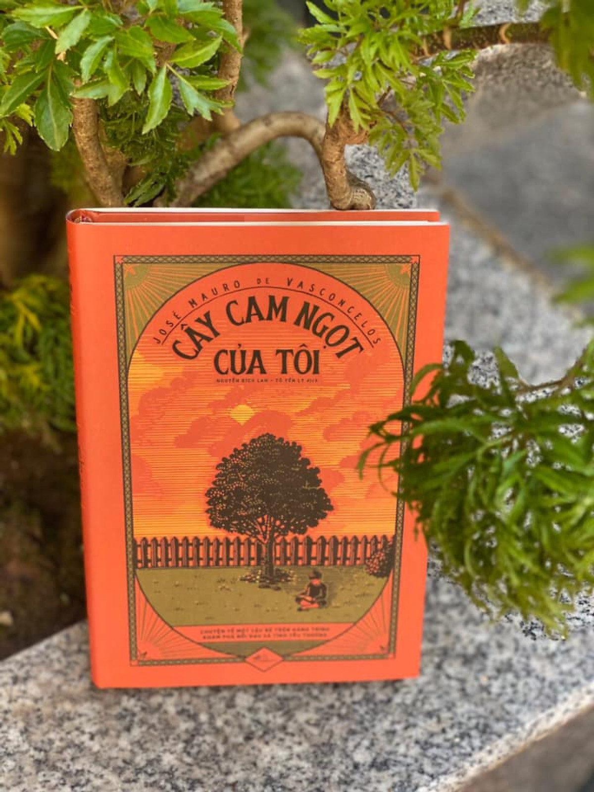 Cây Cam Ngọt Của Tôi Bìa Cứng