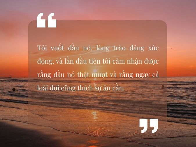 Những câu nói hay về cây cam ngọt của tôi