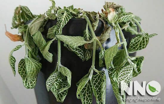 Cây Cẩm Nhung Bị Héo: Nguyên Nhân và Cách Khắc Phục