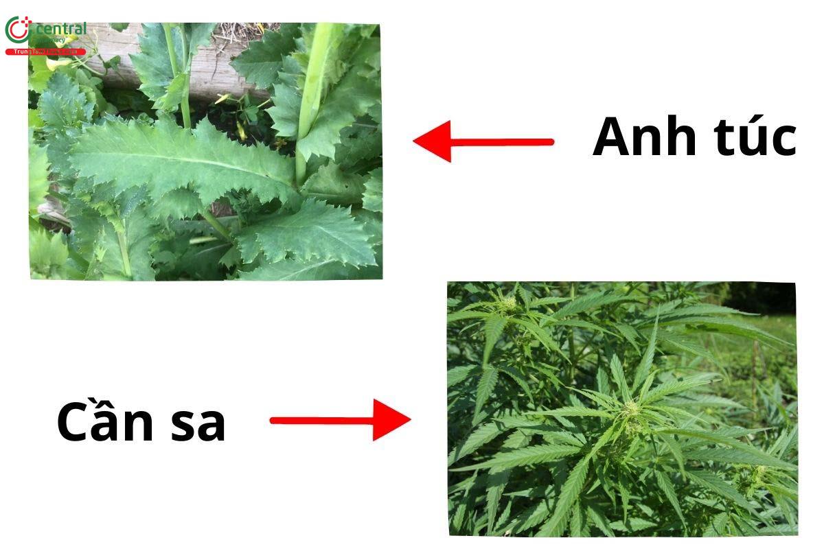 Cây cần sa và cây thuốc phiện có giống nhau không?