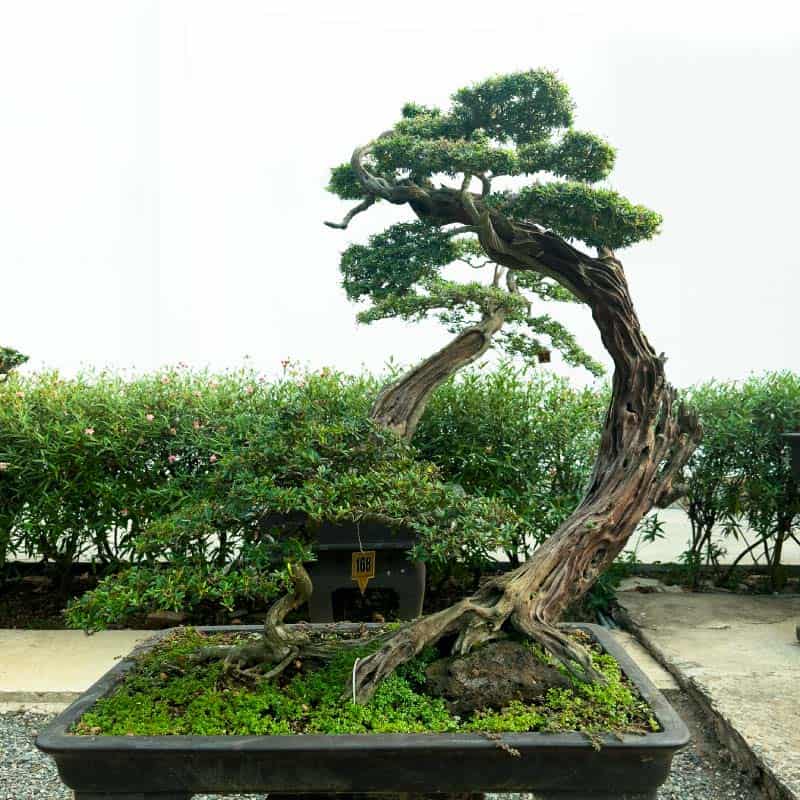 Cây Cảnh Bonsai