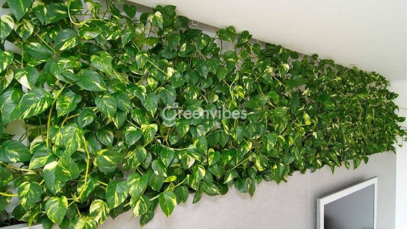 Cây cảnh dây leo: Làm đẹp không gian sống với những loài cây leo ấn tượng