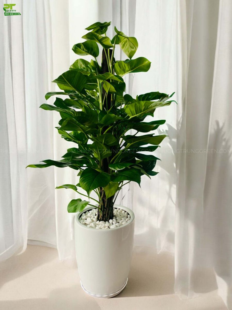 Cây Cảnh Để Trong Nhà