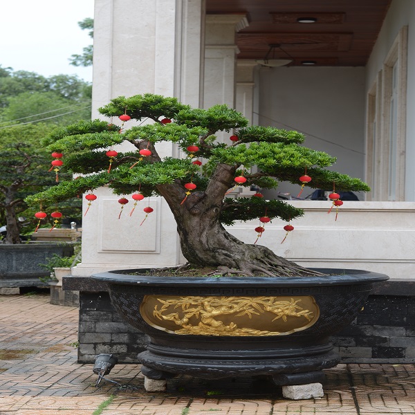 Cây Cảnh Đẹp Nhất Gallery 2