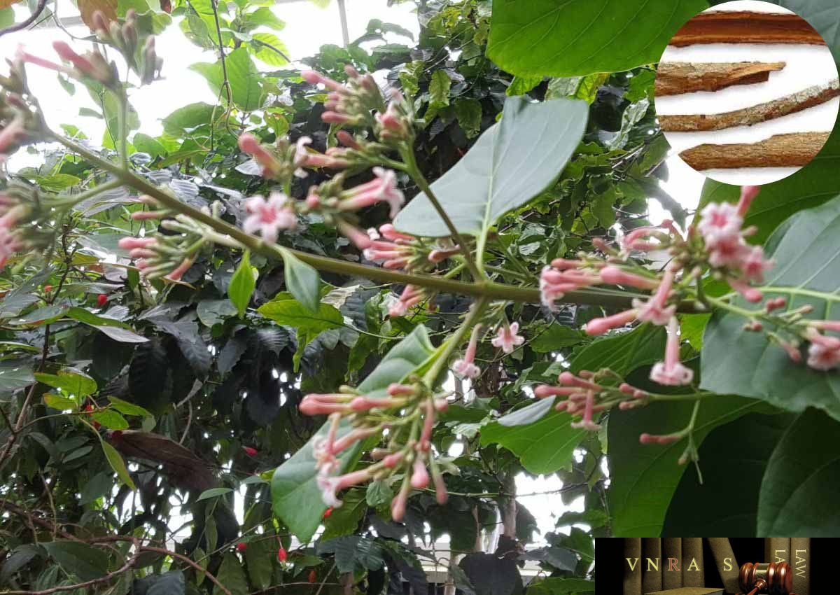 Cây Canh Ki Na: Công dụng, cách trồng và chăm sóc
