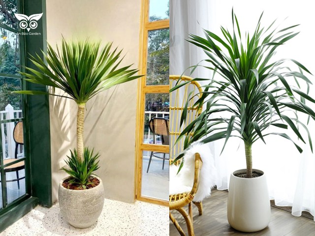Cây Cảnh Lá Nhỏ Dài: Chọn Loại Nào Cho Không Gian Của Bạn? Gallery 2