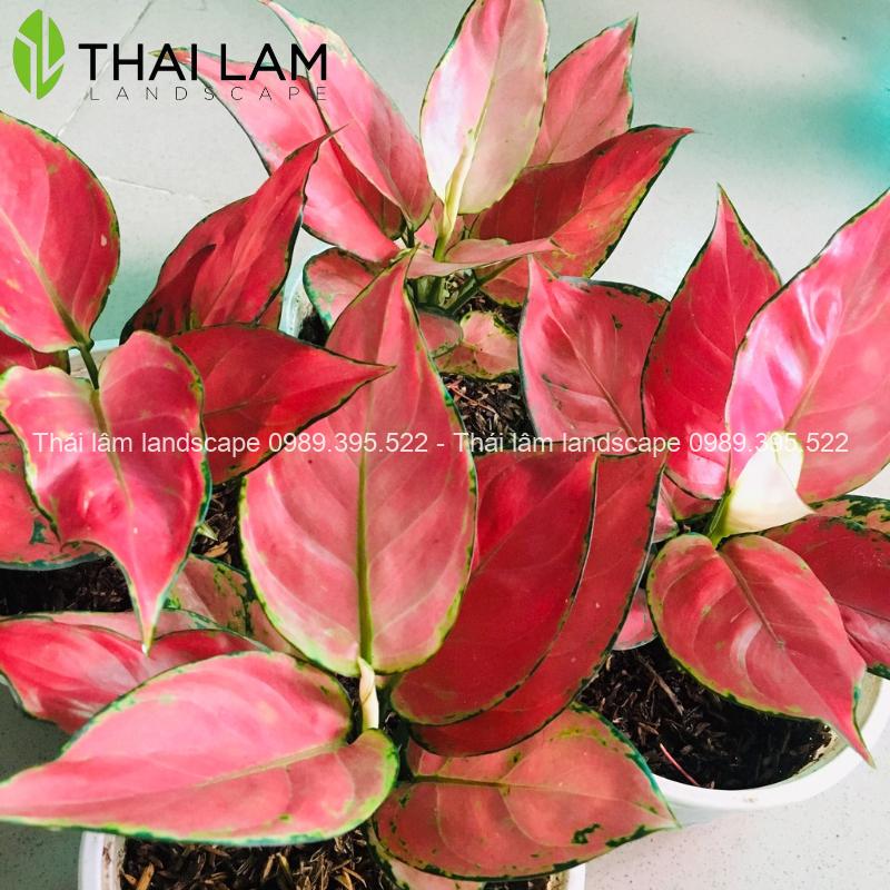 Cây Cảnh Màu Đỏ: Thắp Sáng Không Gian Sống Của Bạn