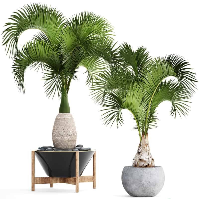 Những Cây Cảnh Đẹp Làm Đẹp Không Gian Sống Của Bạn Gallery 2