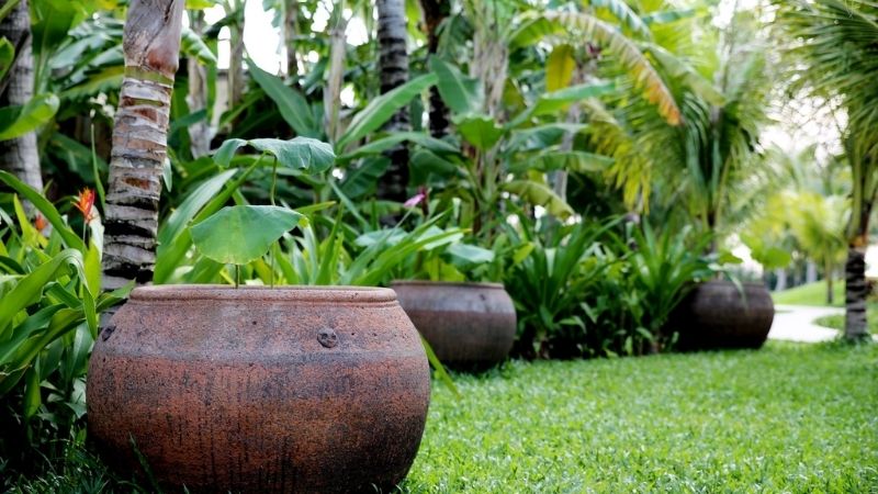 Những Loại Cây Cảnh Ngoại Trời Đẹp Mắt và Thích Hợp Cho Vườn Nhà Bạn Gallery 2