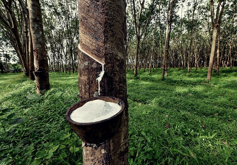 Cây Cao Su Được Trồng Nhiều Ở Đâu Ở Đông Nam Bộ?