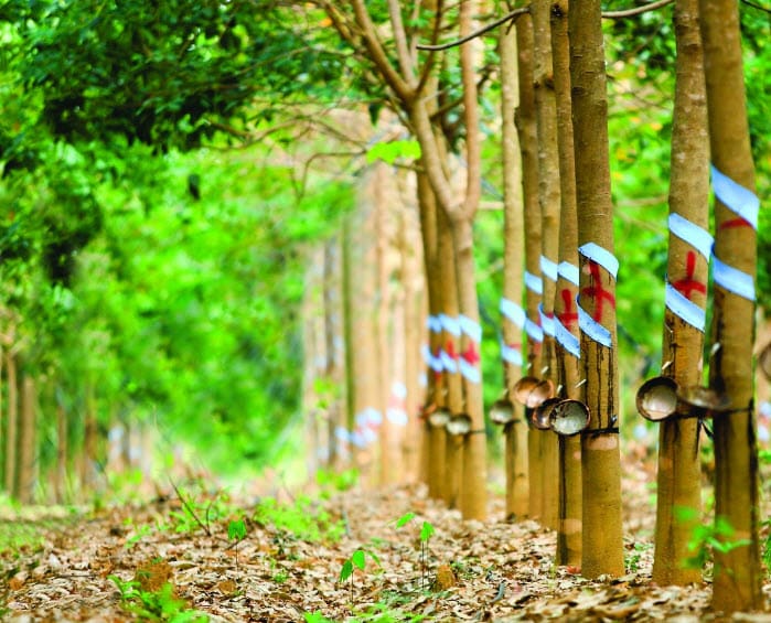 Cây Cao Su Được Trồng Nhiều Ở Đâu Ở Đông Nam Bộ? Gallery 2