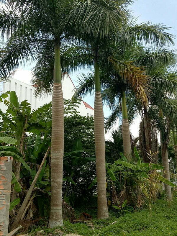 Đông Nam Bộ Phát Triển Mạnh Cây Gì? Gallery 1