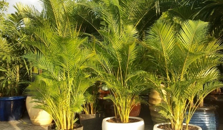 Cây Cau Lụa Vàng: Đặc điểm, ý nghĩa và cách chăm sóc