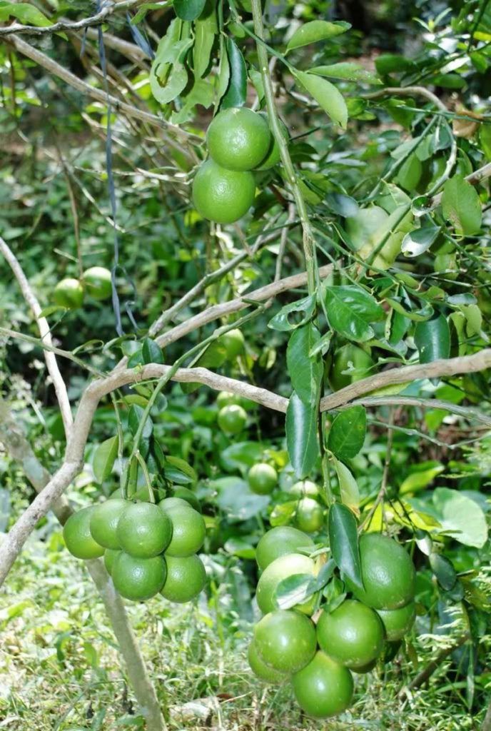 Cây Chanh Có Gai Không?