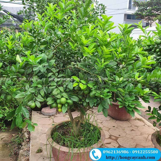 Trồng Chanh Tứ Quý Trong Chậu: Hướng Dẫn Chi Tiết Từ A-Z