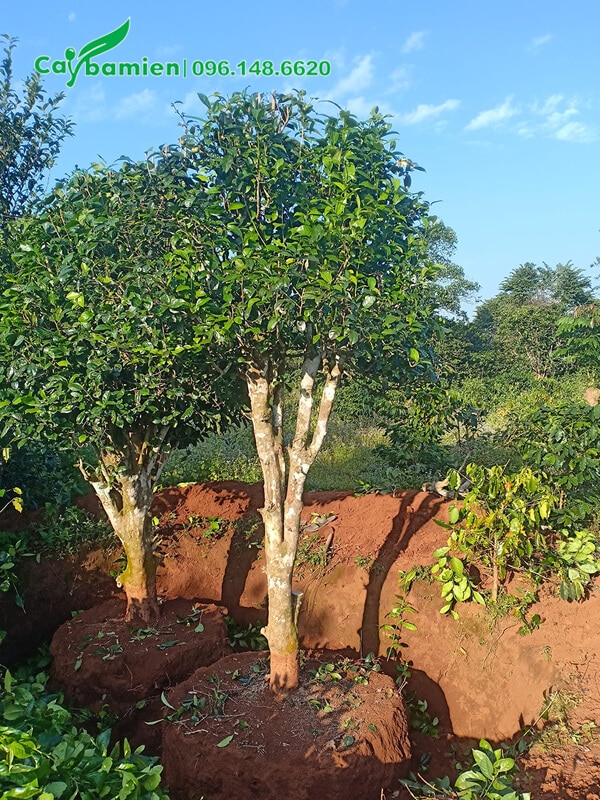 Cây Chè Xanh Cổ Thụ