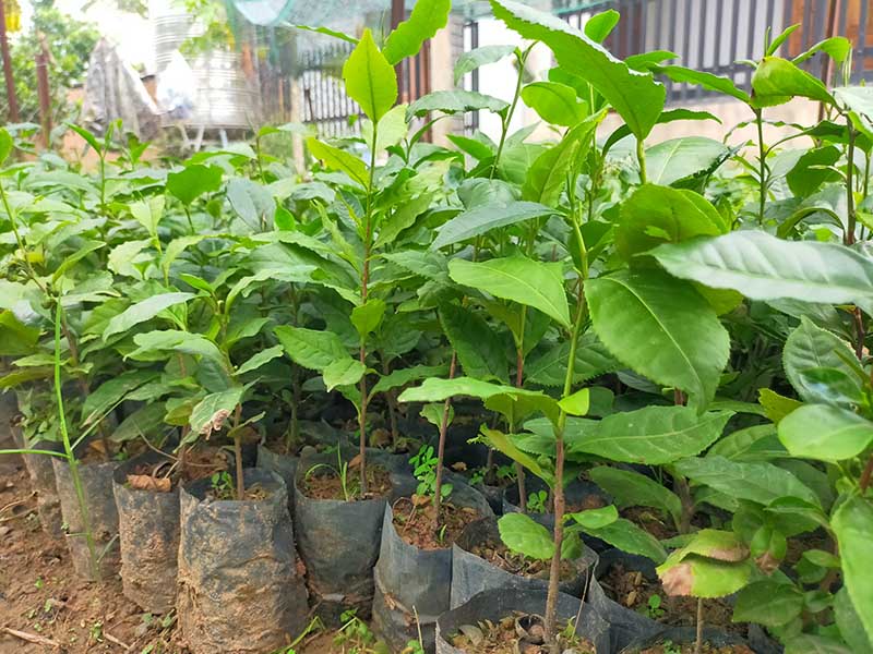Cây Chè Xanh Giống: Nguồn Gốc, Đặc Điểm Và Cách Trồng
