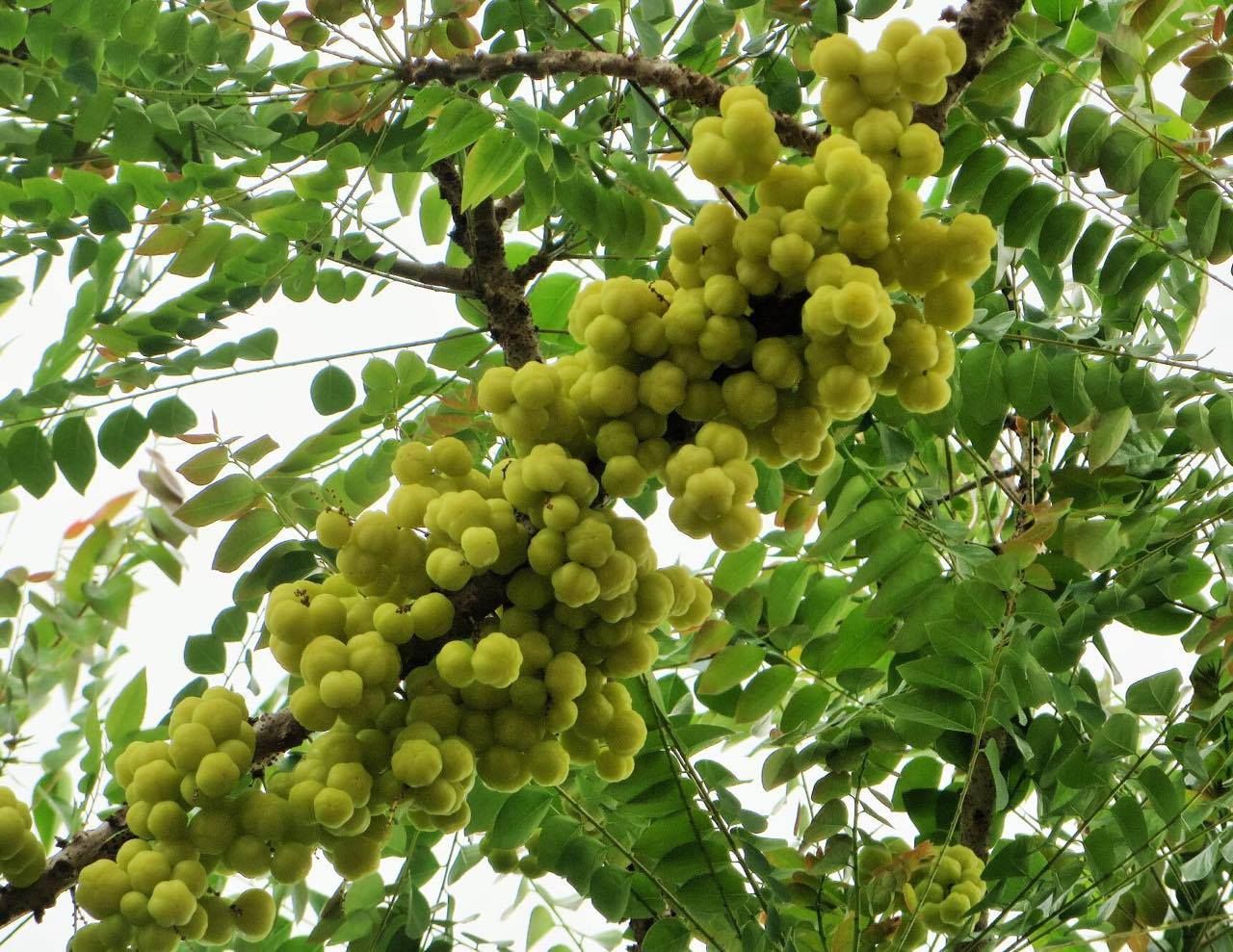 Cây Chùm Ruột Ngọt