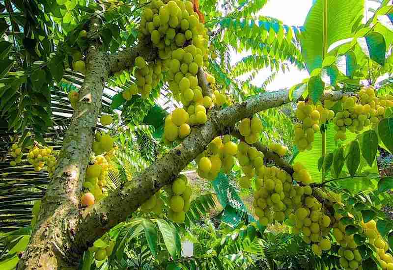Cây Chùm Ruột Thái: Đặc Điểm, Trồng Trọt Và Chăm Sóc