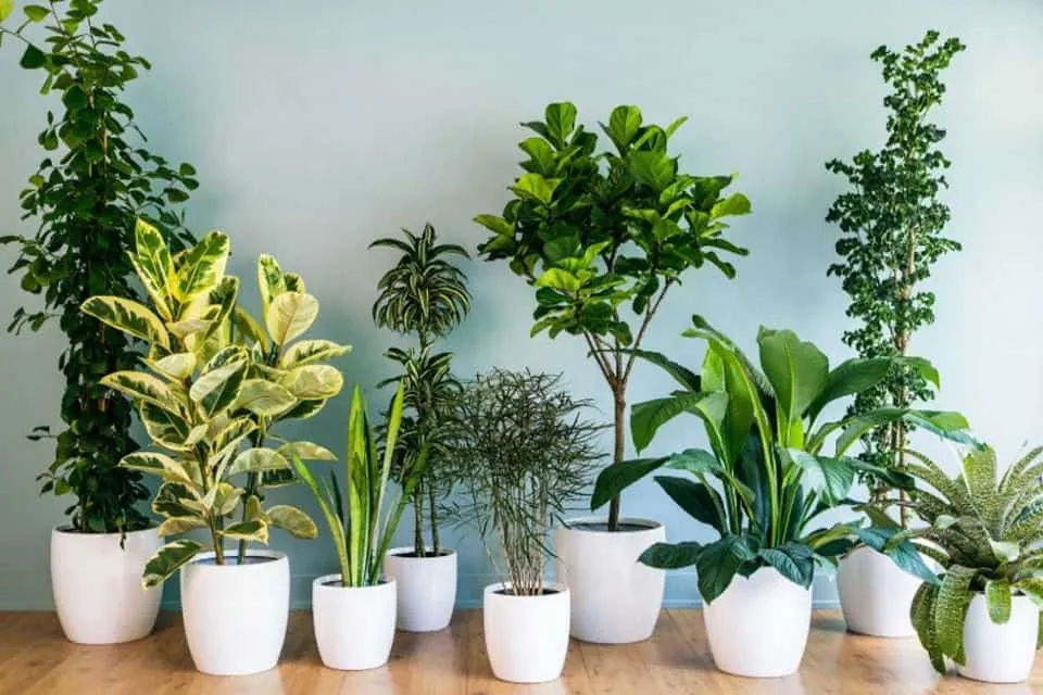 Cây Chưng Trong Nhà: Lựa Chọn Hoàn Hảo Cho Không Gian Sống