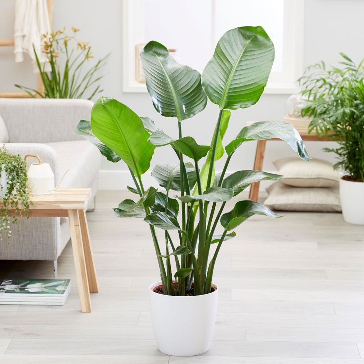 Cây Chuối Cảnh Trong Nhà: Mang Vẻ Đẹp Nhiệt Đới Vào Ngôi Nhà Bạn