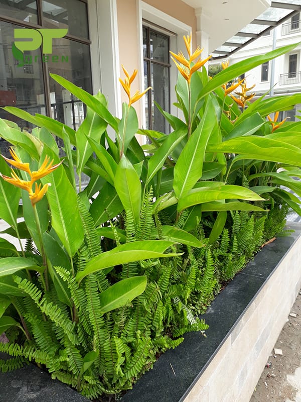 Cây Chuối Mỏ Két: Đặc điểm, công dụng và cách trồng