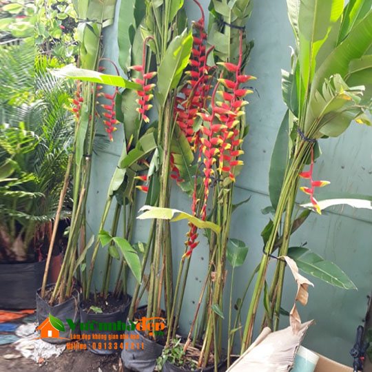 Cây Chuối Mỏ Phượng: Đặc Điểm, Cách Trồng Và Chăm Sóc
