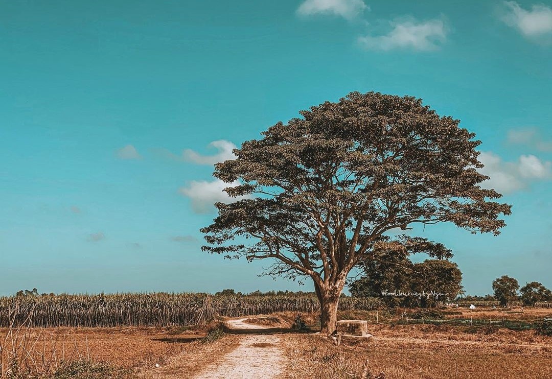 Cây Cô Đơn Mắt Biếc