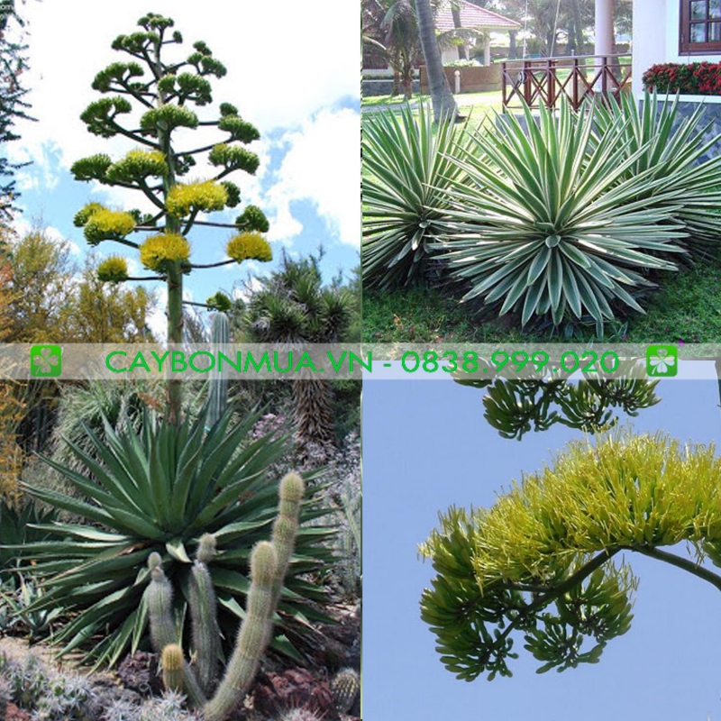 Cây Có Gai Nhọn Ở Đầu Lá Là Gì? Gallery 2