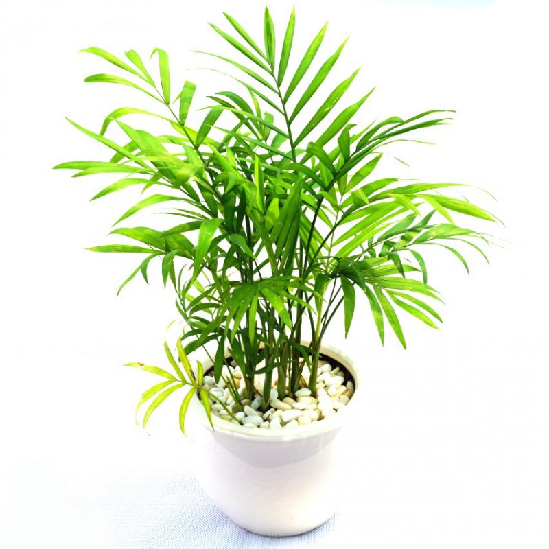 Cây Cọ Lá Tre: Đặc Điểm, Công Dụng và Cách Trồng