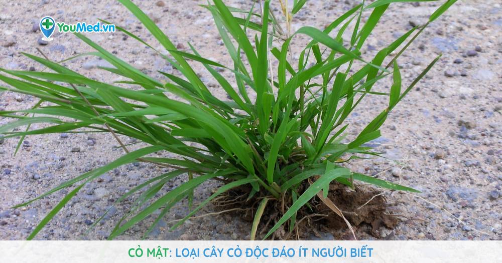 Cây Cỏ Mật Thơm