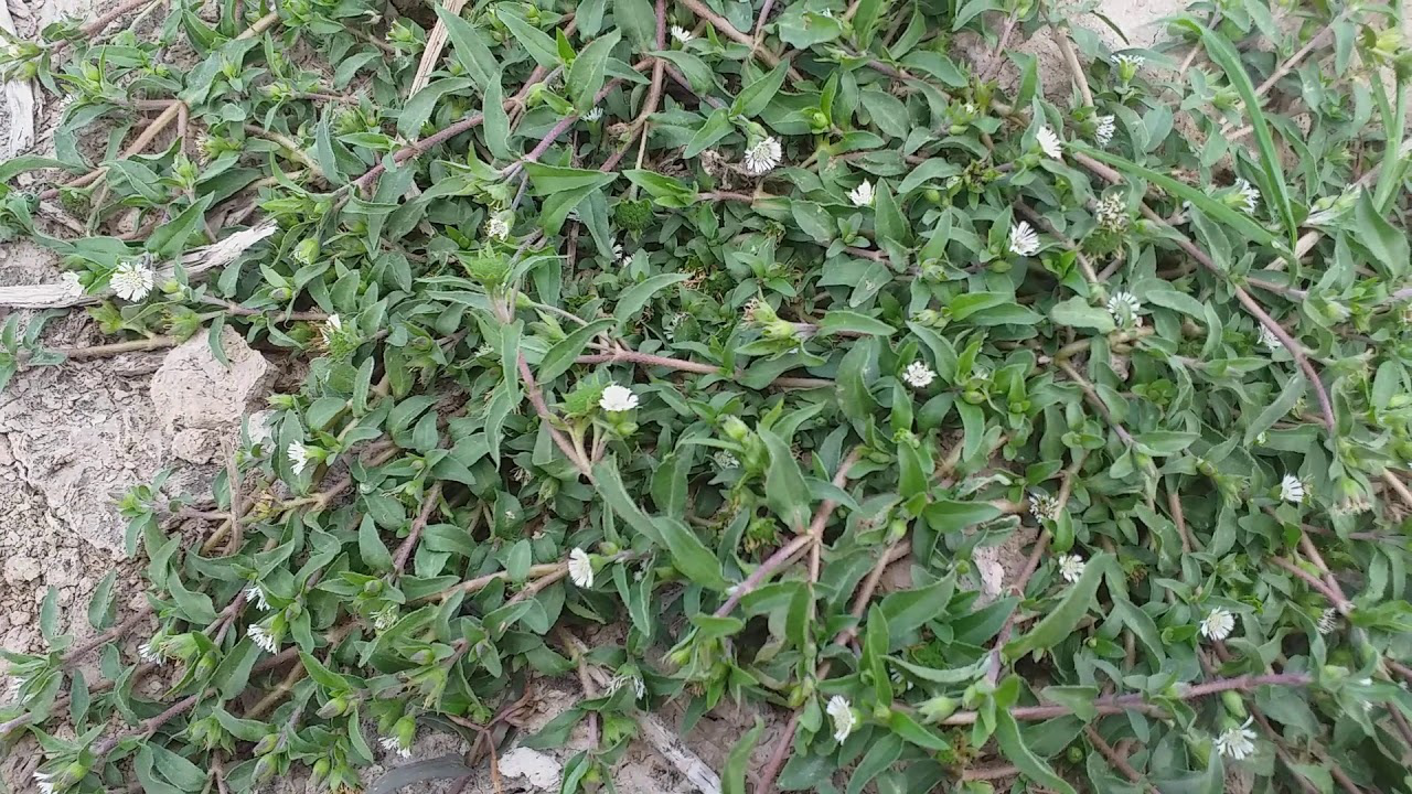 Cây Cỏ Mực Mọc Ở Đâu?
