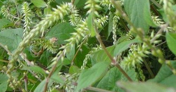 Cỏ Xước Nước