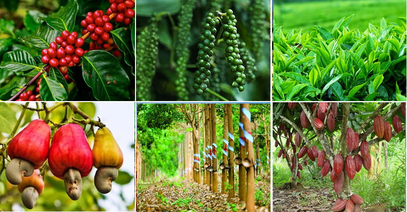 Cây Công Nghiệp Hàng Năm: Hướng Dẫn Trồng Trọt và Chăm Sóc