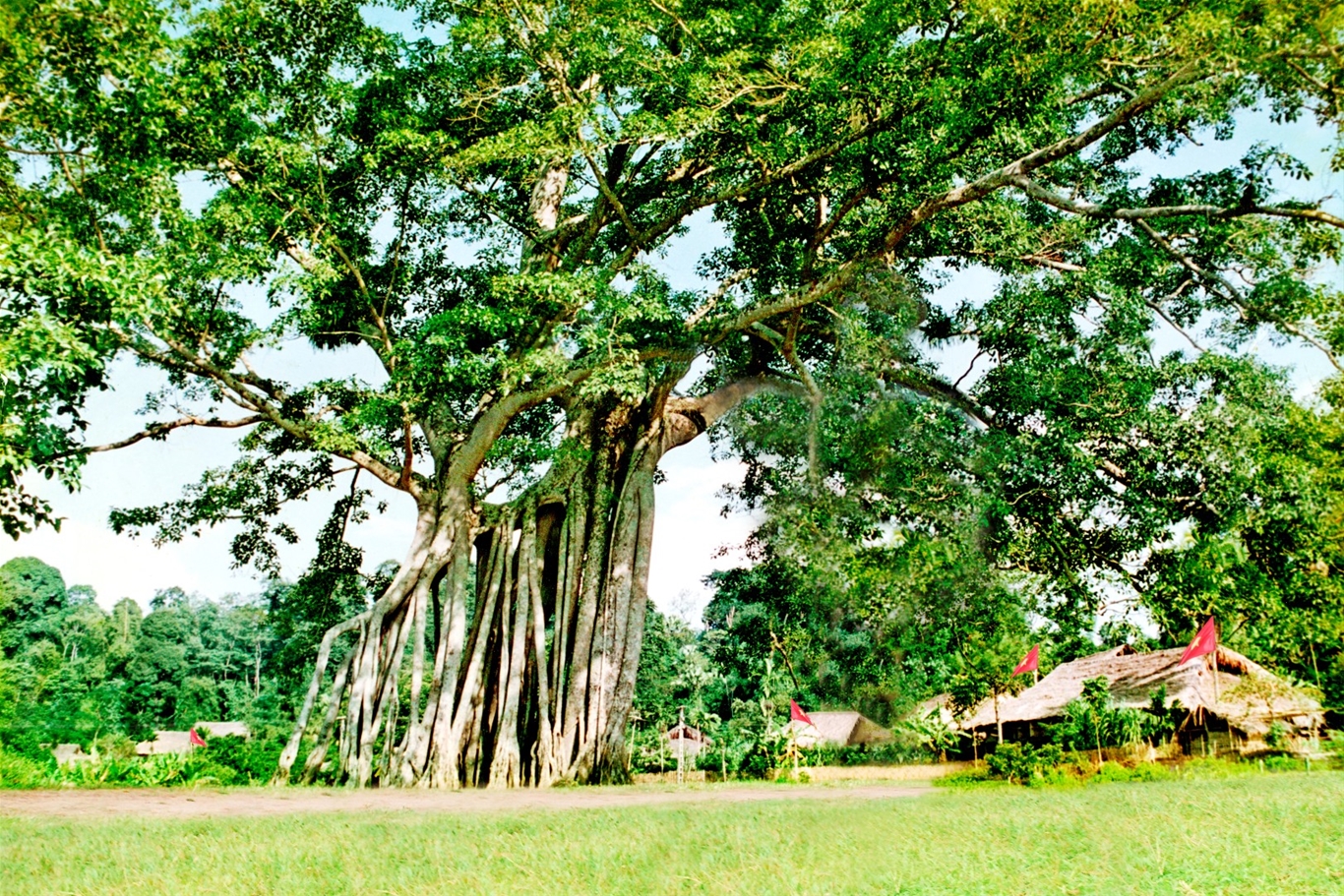 Cây Đa Tân Trào Ở Đâu?
