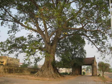 Sự Tích Cây Đa: Bí Ẩn Và Ý Nghĩa Từ Truyền Thuyết Gallery 2