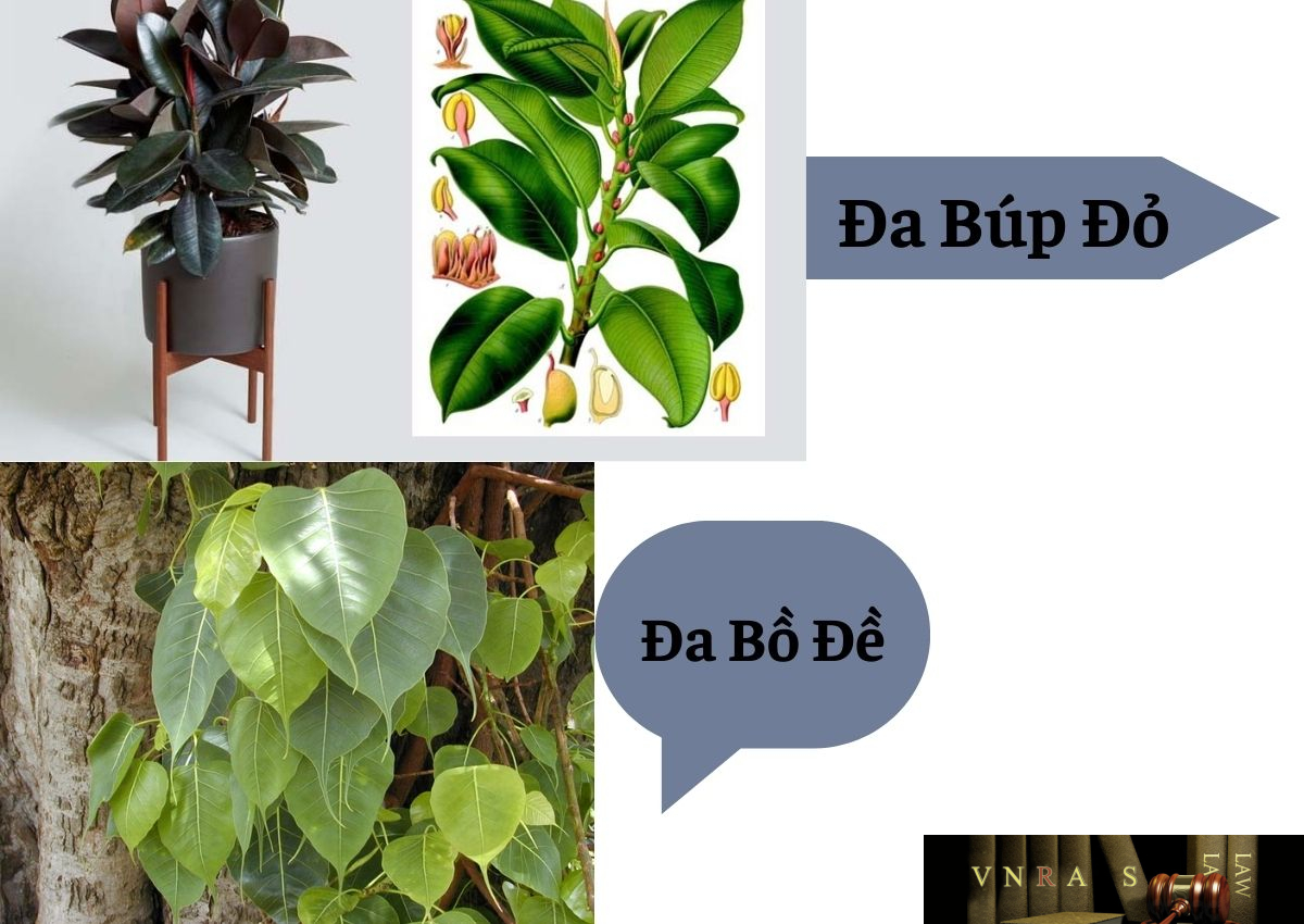Cây đa và cây bồ đề có giống nhau không?