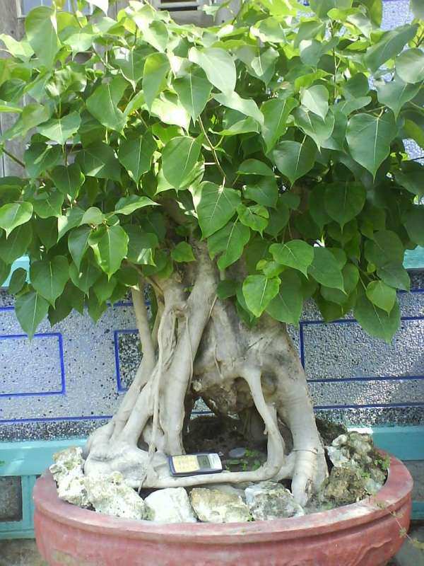 Cây đa và cây bồ đề có giống nhau không? Gallery 2