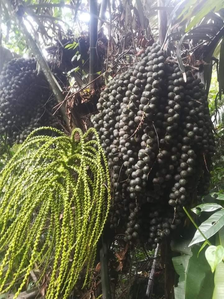 Hạt Đác Từ Cây Gì? Gallery 1