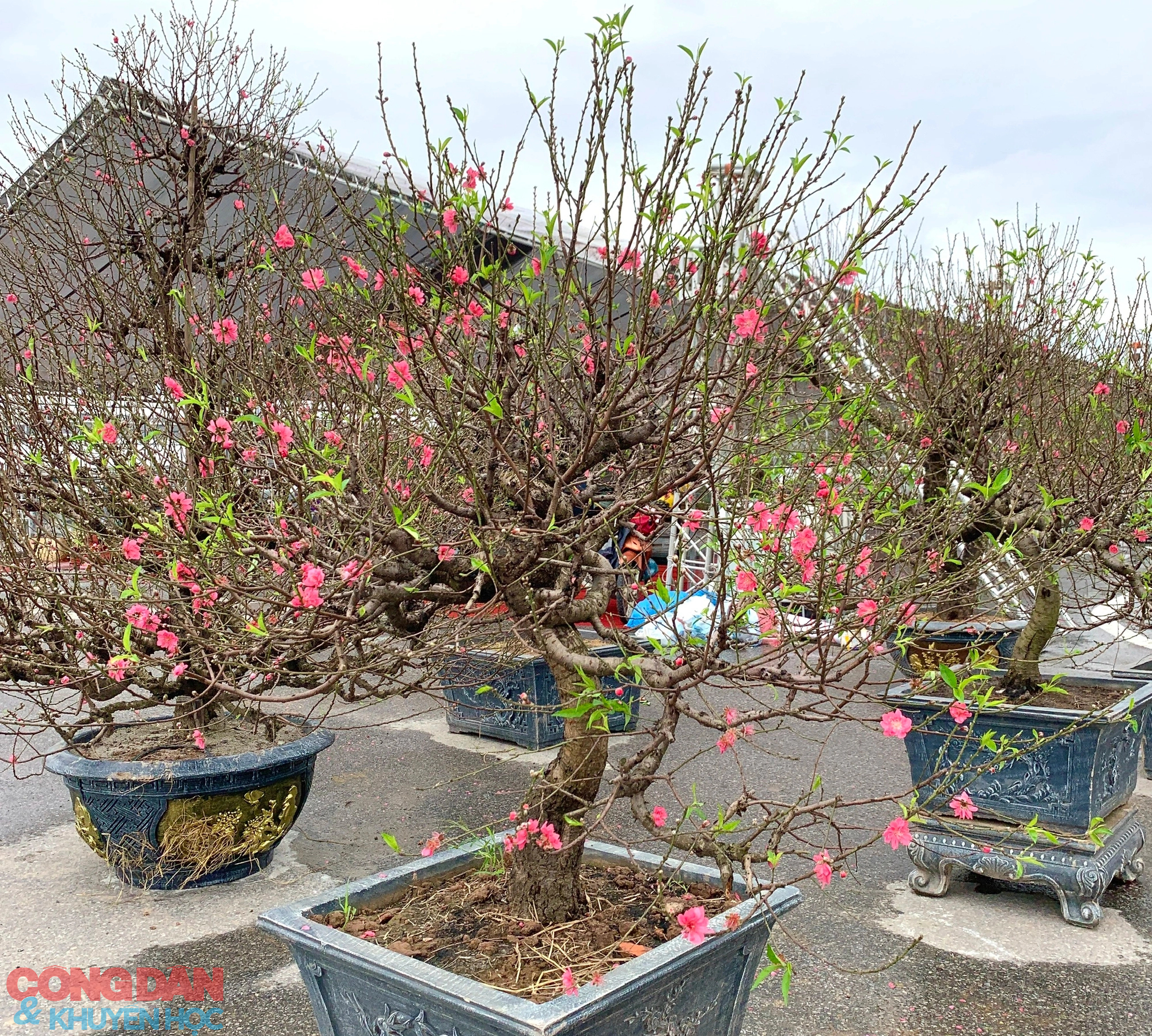 Cây Đào Tết Đẹp