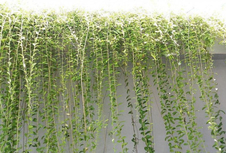 Cây Dây Leo Không Rụng Lá