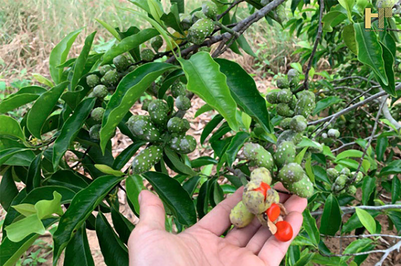 Cách Lấy Hạt Cây Dổi Hiệu Quả Và An Toàn