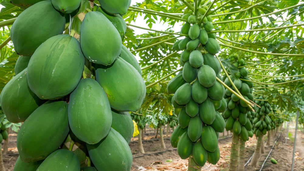 Cây đu đủ anh trồng